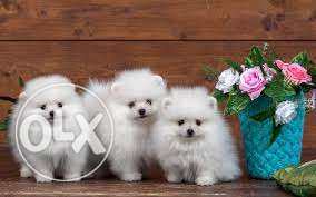 Spitz Male and female For Sell At Best Price Shine Kennel