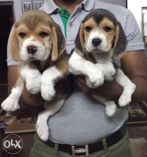 Super Quality Beagle Pups