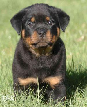 Super quality Rottweiler puppies available Jodhpur