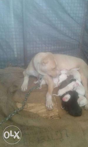 Tan And White Bully Dog With Puppies