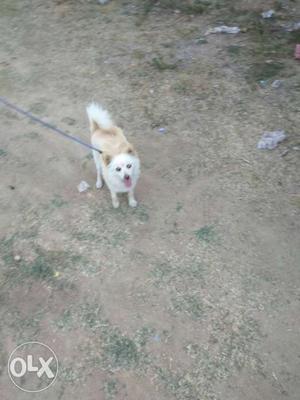 Tan And White Indian Spitz