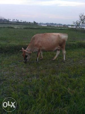 This cow is under a Jersey cattle shandle colour