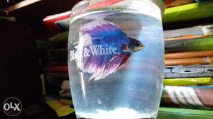 This is a moon tail bettta fish from singapore.