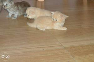 Three Orange And Grey Long Fur Kittens
