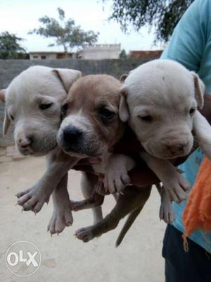 Three Short Coated Tan Puppies
