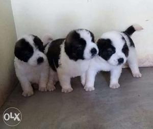 Three Short Coated White-and-black Puppies
