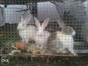 Three White And Grey Rabbits