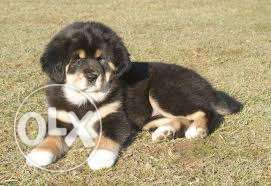 Tibetan mastiff big head puppies champion bloodline for sell