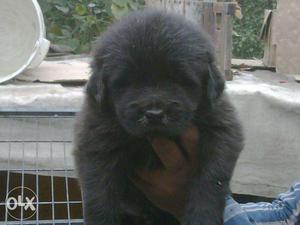Tibetan mastiff heavy show quality puppies guud line pup