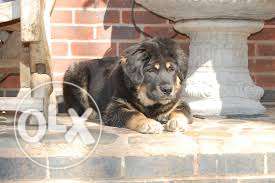 Tibetan mastiff male female understanding is so guud puppy