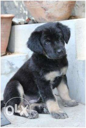 Tibtetan mastiff fully active puppies sell ur reasonable