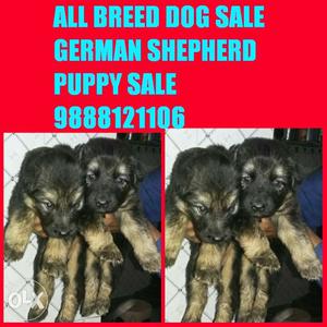 Tip Top kennel all pets available in jalandhar