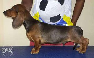 Top quality Dachshund puppies available with KCI