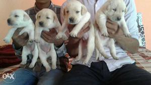Top quality Labrador Puppies for sall
