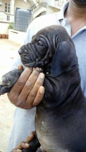 Top quality great Dane puppies available