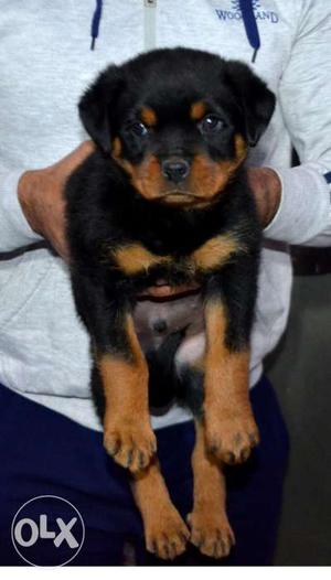 Top quality rottweiler puppy