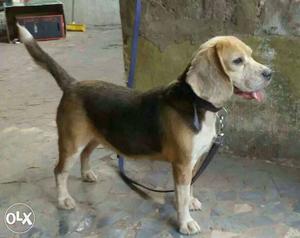 Tri colour beagle proven female for sale or exchange in goa