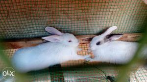 Two 3months old rabbits