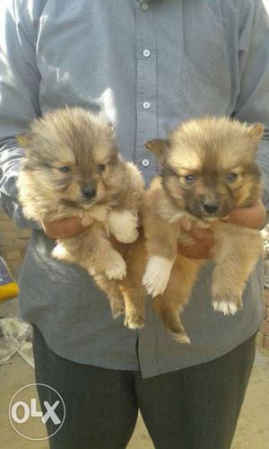 Two Beige And Black Long-coat Puppies