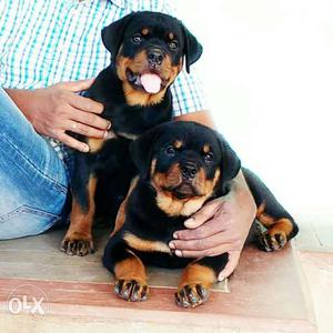 Two Black And Brown Rottweiler Puppies