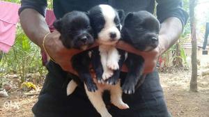 Two Black And One White And Black Coated Puppies