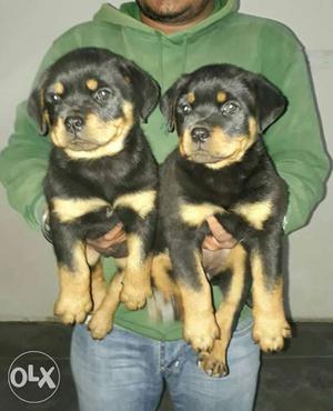 Two Black And Tan Rottweiler Puppies