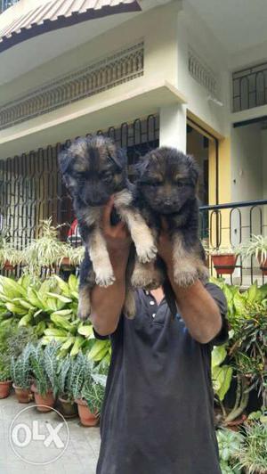 Two Black-and-tan German Shepherd Puppies