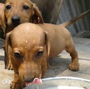 Two Brown Smooth Coat Dachshund Puppies