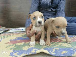 Two Tan American Pit Bull Terrier Puppies