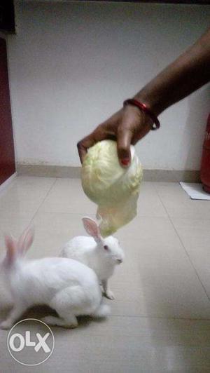 Two White Active Rabbits With Case