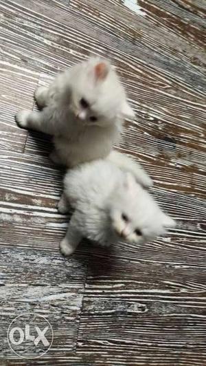 Two White Fur Kittens