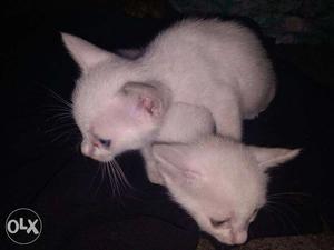 Two White Kittens