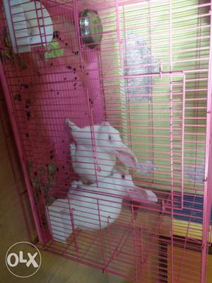 Two White Rabbits with cage.