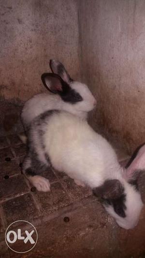 Two black and white male baby rabbit in cheep rate
