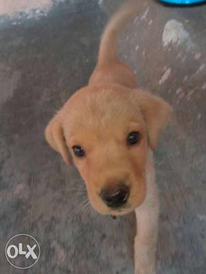 URGENT SALE,,, 55 days male lab puppy first vaccination is