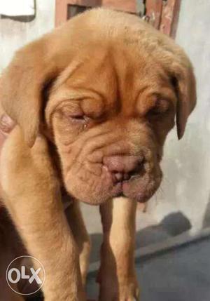Ultimate french mastiff female pup available sale or