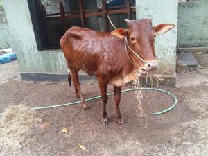 Vechoor cow and bull for sale