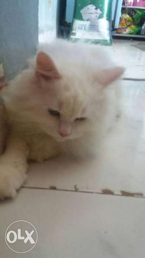 Very active doll face Persian 3 months old female