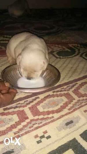 Very good condition lab puppys 18.days old male