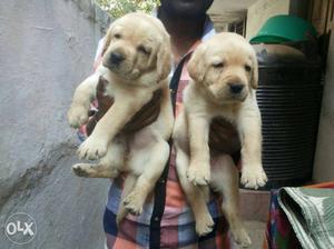 Very good quality lab puppy's and other bread's