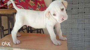 White American Pit Bull Terrier Puppy