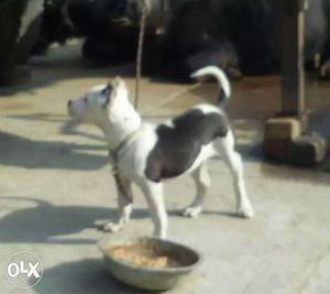 White And Black American Bulldog Puppy