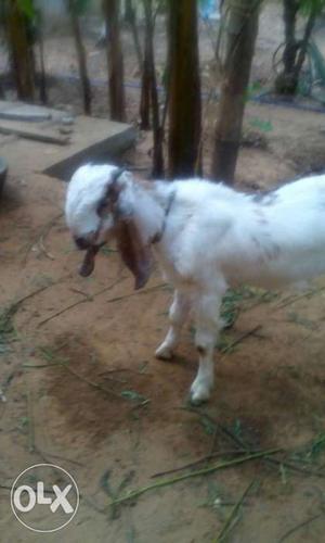 White And Brown Nubian Goat