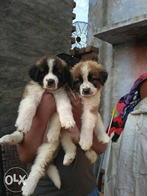 White And Brown Short Coat Puppies