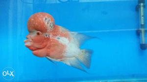 White And Pink Flowerhorn Cichlid