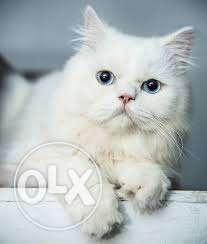 White Blue eyes adlut Proven male is available for