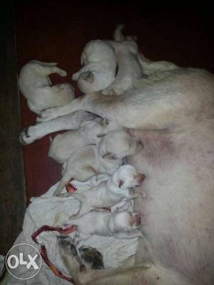 White Coated Puppies