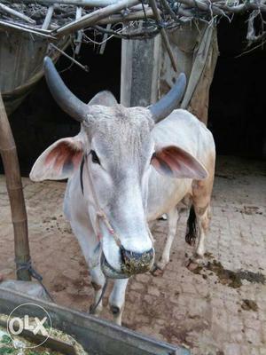 White Cow In Ludhiana