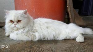 White Himalayan Cat