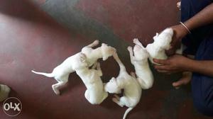White Litter Of Puppies